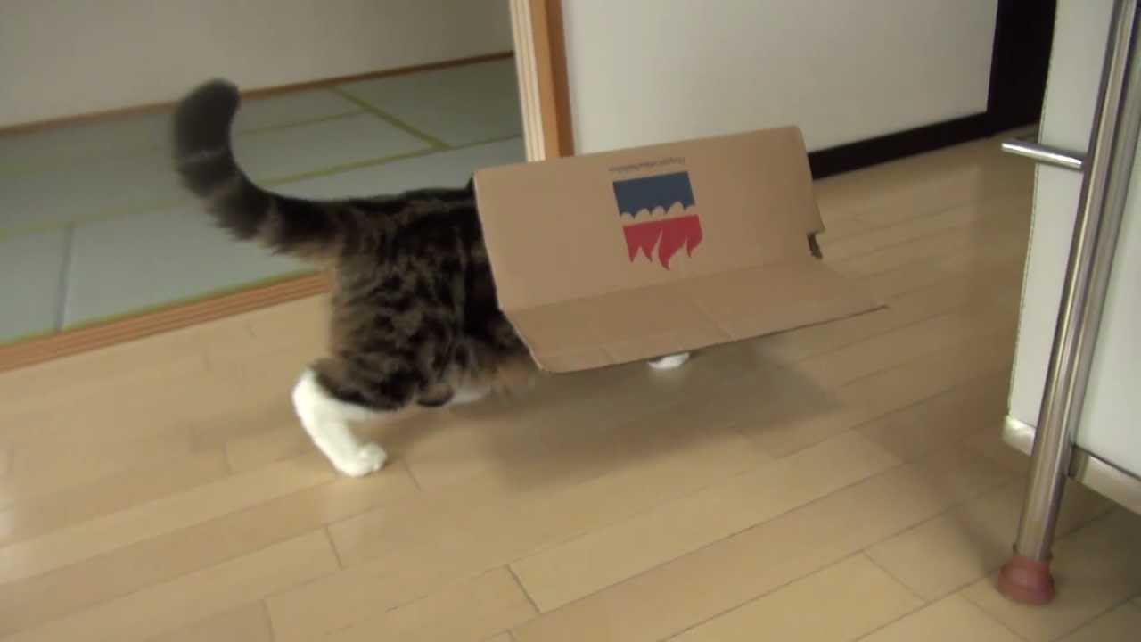 猫藓 持っていくことにしたねこ。-Maru moves with the box.-
