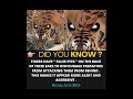 Tiger Have False Eyes World Facts 