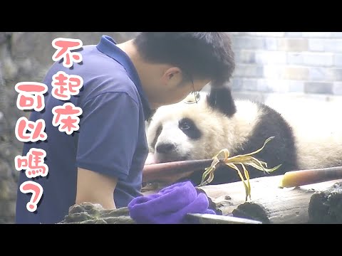 《熊貓早晚安》撒嬌團子最好命之我不想起床 | iPanda熊貓頻道