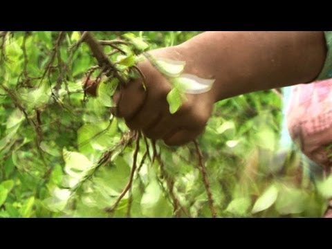 Colombia: the struggle to kick the cocaine habit