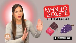 Τι Δεν Πρέπει Ποτέ Να Δίνετε Στη Γάτα Σας – Μην Το Αγνοείτε!