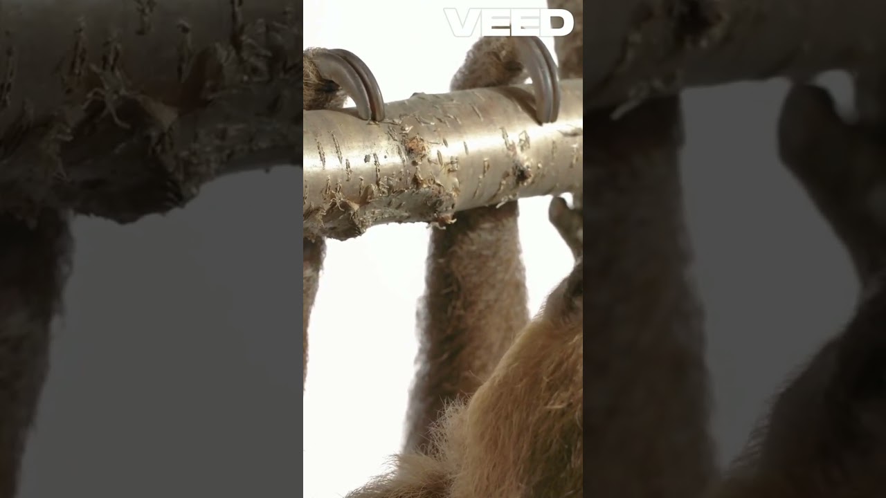 Mind Blowing Secret of Sloth Gravity Defying! 