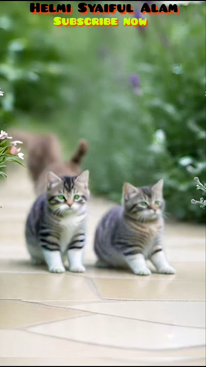 Like in cat heaven 😻 #cat #cat #cute #kitten #cutecat #amazingshorts #cutecat