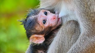 A Dorable! Young Mom monkey Suzy  give her New born baby Suz Breastfeeding