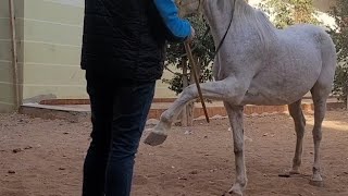 طريقة تعليم الخيل السلام