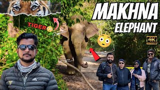 Tiger aur Makhna elephant n banaya mahol 😲 #yuvrajjimcorbett #elephantattack #jimcorbett