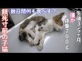 【アニマルレスキュー】体重７００g　ガリガリで餓死寸前の子猫を保護