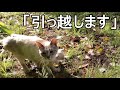 母猫は子猫を連れて険しい旅に出る