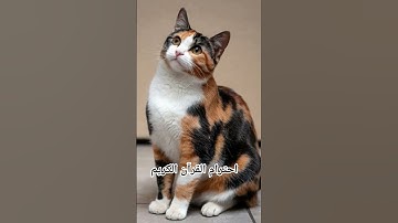 احترام القرآن الكريم #قل_آمنت_بالله_ثم_استقم #ماهر_المعيقلي #ذكر_الله #اكسبلور #ذكر_الله