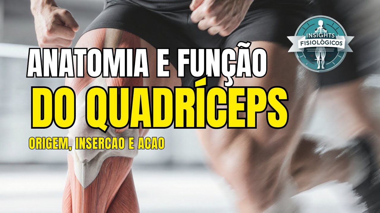 Anatomia E Fun o Do M sculo Quadr ceps Femoral YouTube anatomia-e-fun-o-do-m-sculo-quadr-ceps-femoral-youtube