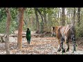 Tiger Attack On Village Girl In The Forest #tiger #animals Chita 🌳attack😮.🌲,,..🐆..,,