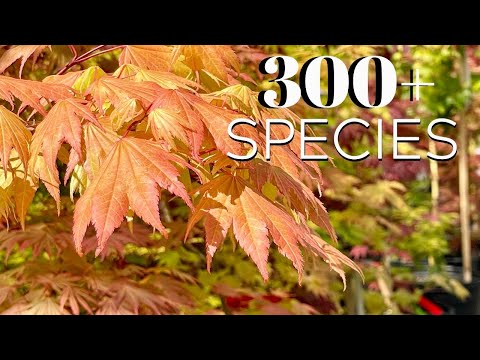 「Between Maple and Chestnut」写真集 1,000部限定 希少!!!写真集【Between Maple and Chestnut
