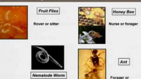 Marla Sokolowski, Ph.D., F.R.S.C. - The Foraging G...
