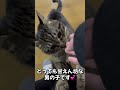 飼い主を部屋から出したくない猫 #子猫 #shorts #保護猫