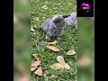 Holland Lop Rabbit