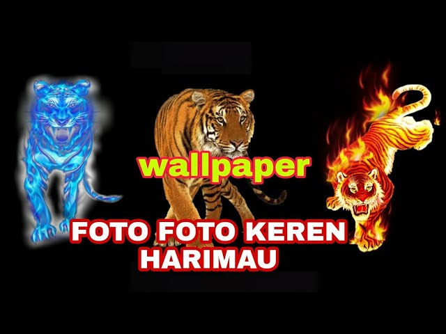 Harimau Wallpapers - Top Những Hình Ảnh Đẹp