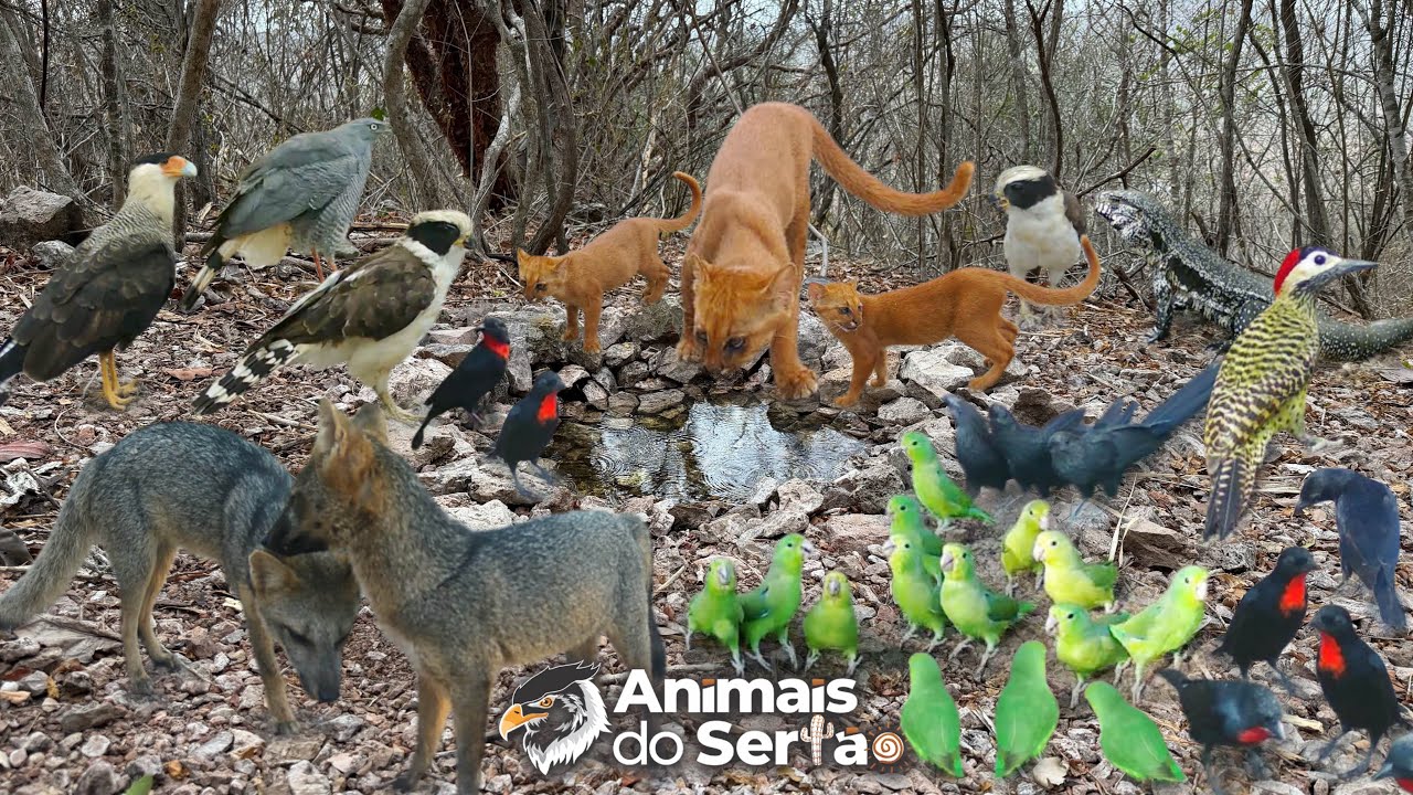 A ÁGUA QUE GARANTIO A SOBREVIVÊNCIA DOS ANIMAIS