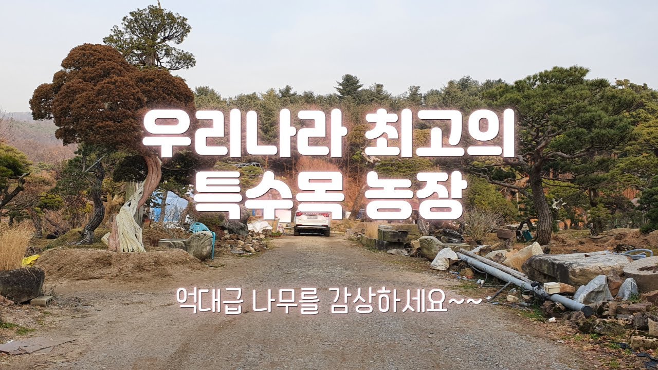 고가의 정원수들이 즐비한 우리나라 최고의 특수목 유통회사 - 마루조경의 작품들을 감상하세요~~~