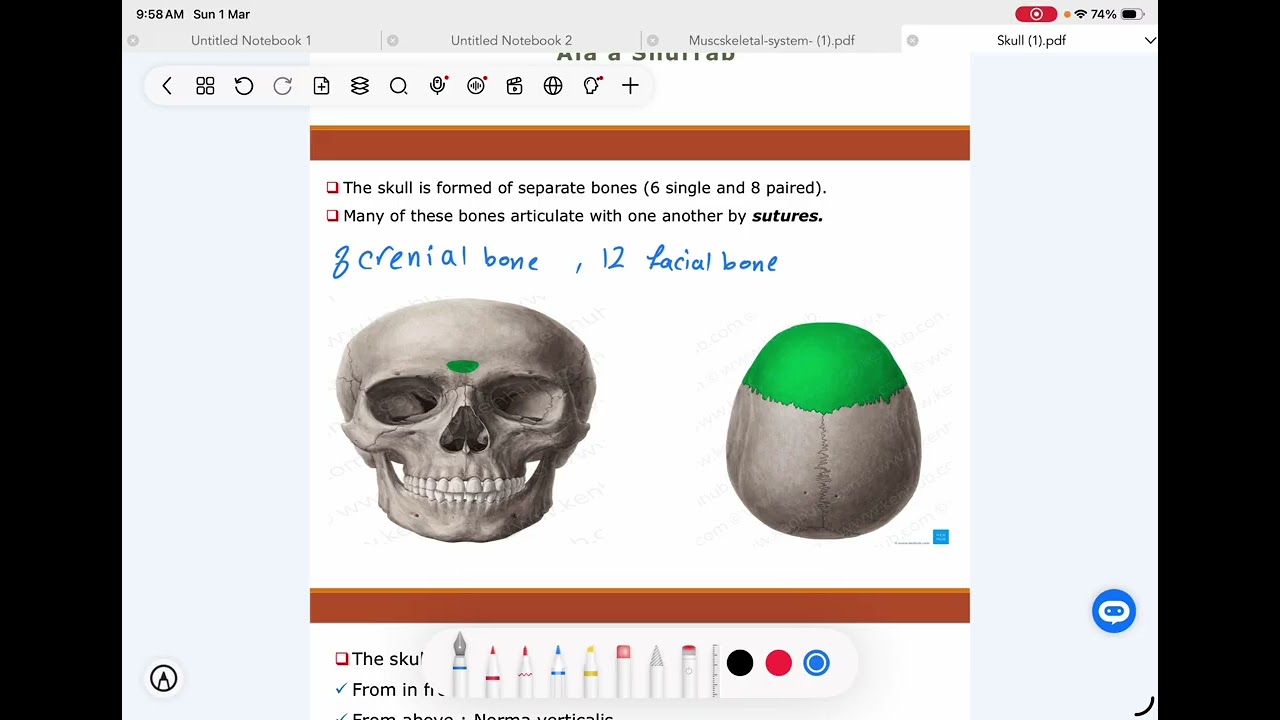 Anatomy-lecture 3- week(2)