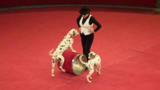 Собаки. Цирк. Активные собаки далматины в цирке. Dogs. Circus. The active dogs Dalmatians in circus.