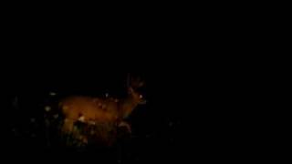 Big 16 point buck