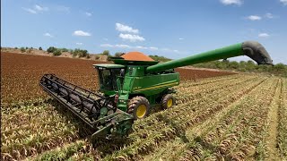 Trilla de Sorgo 8 Toneladas x Hectárea ( DeKalb DKS-40 ). Ciclo 2023