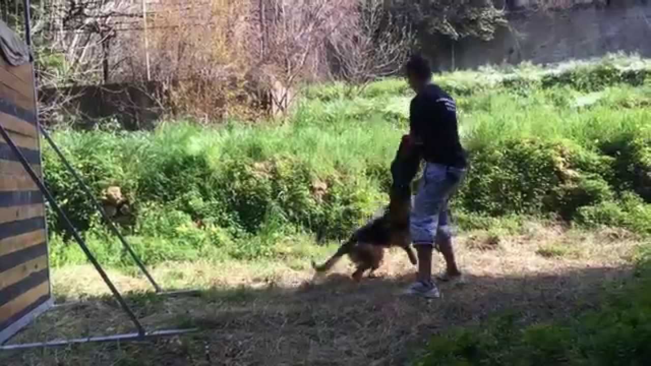 Dog training in Lebanon Beirut YouTube