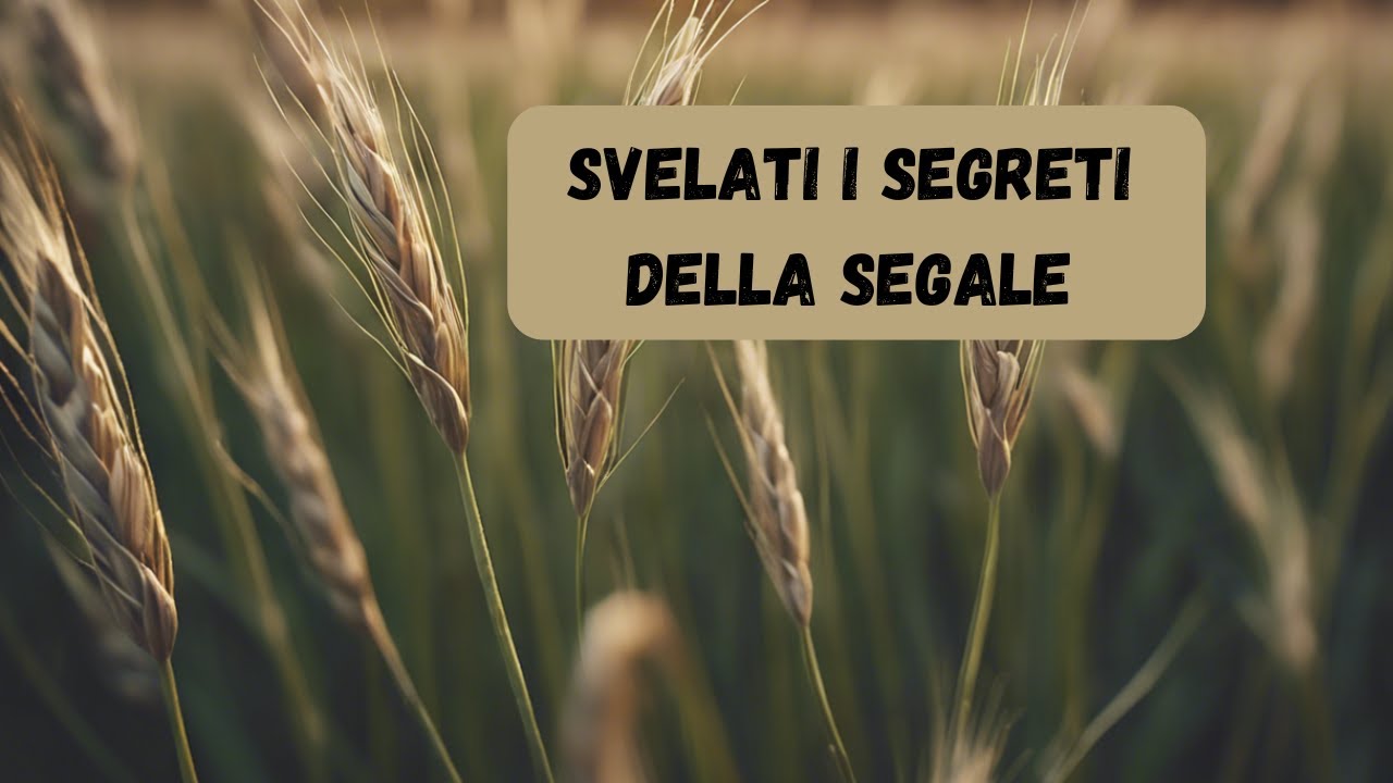 Segale: I Segreti per un Raccolto Perfetto