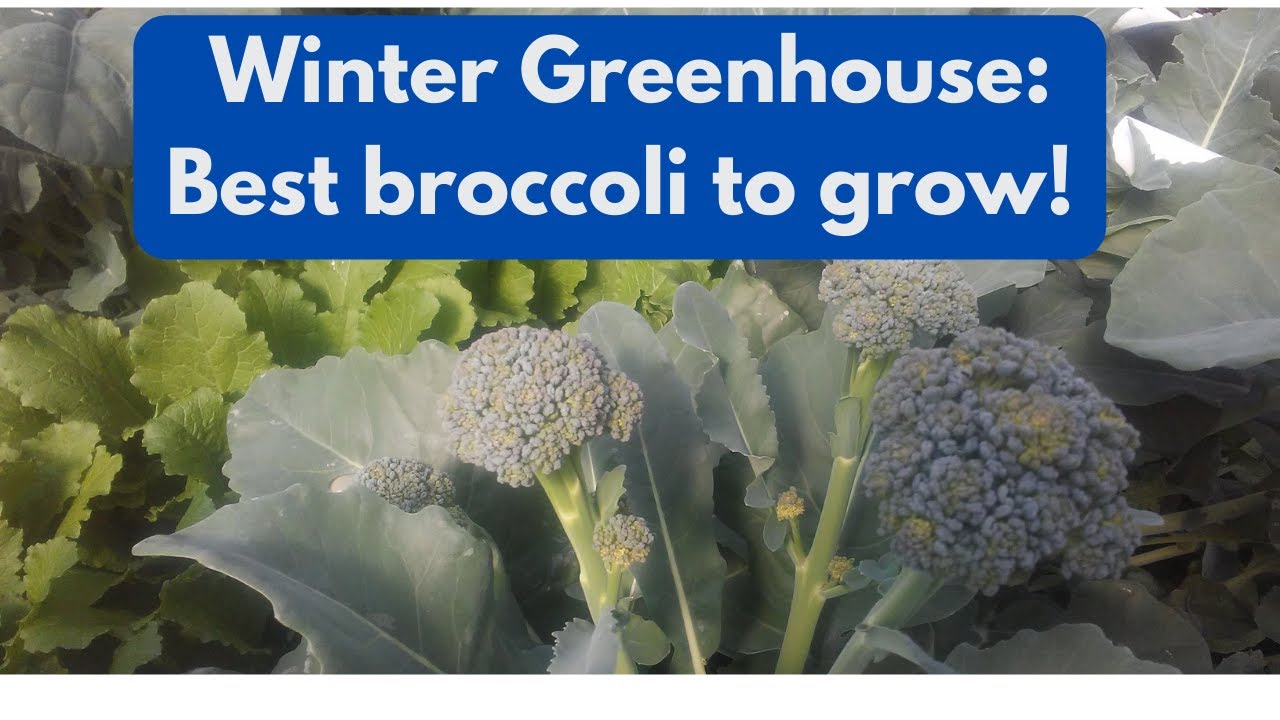 How to grow broccoli in the winter in a greenhouse YouTube