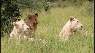 The Return of the WHITE LIONS!