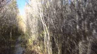 Middle Willows   Upper Willows