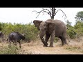 The Amazing Moment Elephant, Lundi Chases Buffalo at the Waterhole & Her Herd Come to Support