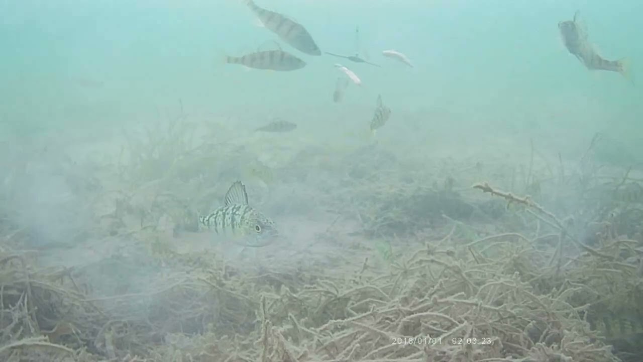 Multi Species day Feb12/26