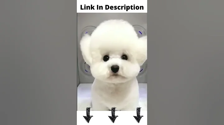 Very Cute Bichon Frise Puppy #shorts - DayDayNews