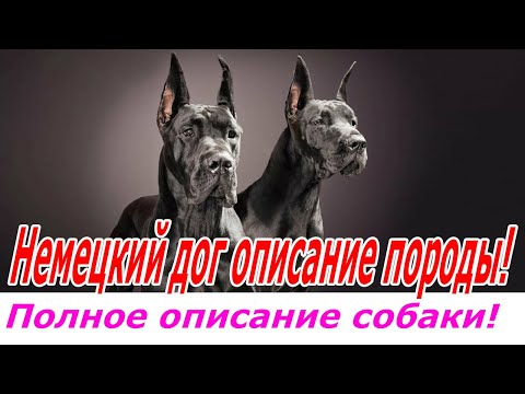 Немецкий дог описание породы!