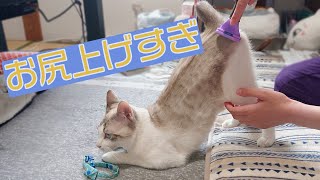 ブラッシングが気持ちよすぎてお尻が上がっちゃう猫ｗ