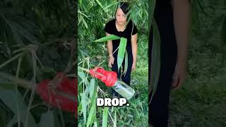 How to Harvest Water from Bamboo 🎋✨