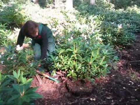 Rododendri (Rhododendron). 2. sērija Kā pārstādīt, laistīt. Piemērota augsne