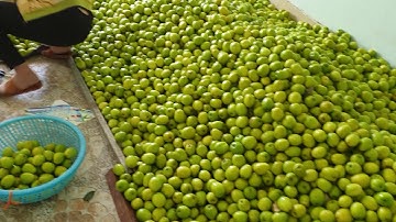 Táo xuân, táo đài loan các bạn bán chợ cóc, chợ quê giá có cao không 0368052750 - Lục Ngạn - BG