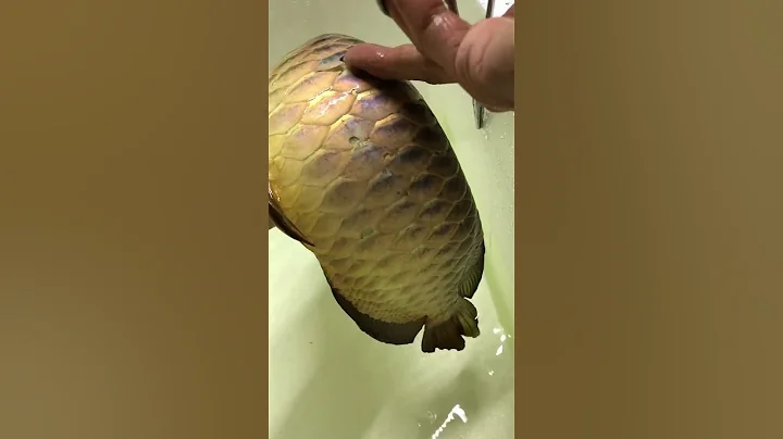 Amazing koi fish and expensive #youtube_short  #koi_fish #Dragon_fish