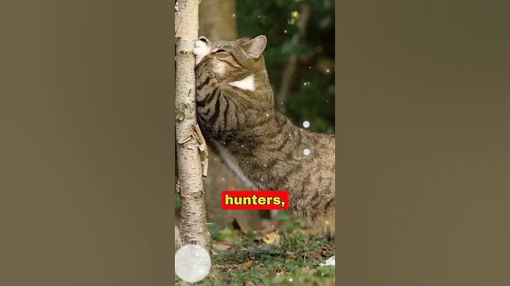 Cats Recognize Their Names… But Ignore You 🙀