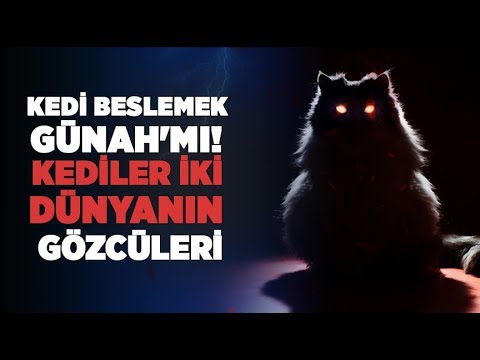 Kediler Iki Dunyanin Gozculeri Peygamberimizi Yilandan Kurtaran Kedi Kedi Beslemek Gunah Mi Youtube