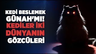 Kediler iki dünyanın gözcüleri 'Peygamberimizi Yılandan Kurtaran kedi' Kedi beslemek Günah'mı!