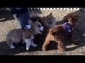 Young Goro & pomeranian & poodle & saluki ゴローさん ポメラニアン プードル サルーキ