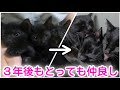 子猫だった三兄弟、３年後も相変わらず仲良しです