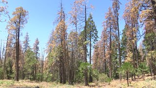 President donald trump putting himself in the hotseat again with a
tweet. this time, attacking california's forest management and calling
it reason s...