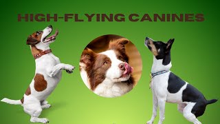 🐾Top 10 High-Flyers I The Ultimate Jumping Dog Breeds 🚀🐕 I #Dog