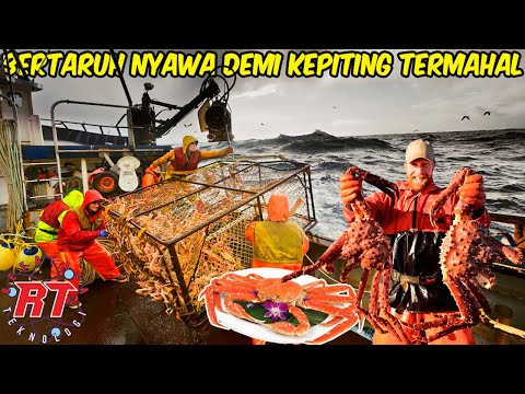 Kepiting Alaska