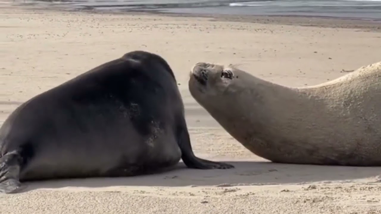 El milagro marino de Piriápolis: Alma y Francisca - Elefantes marinos en la costa uruguaya