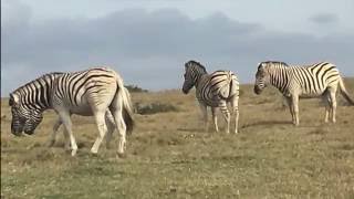 South Africa BMS Tour